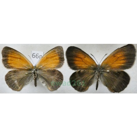 Coenonympha arcania Linnaeus, 1761 pair Strzępotek perełkowiec Poland66n